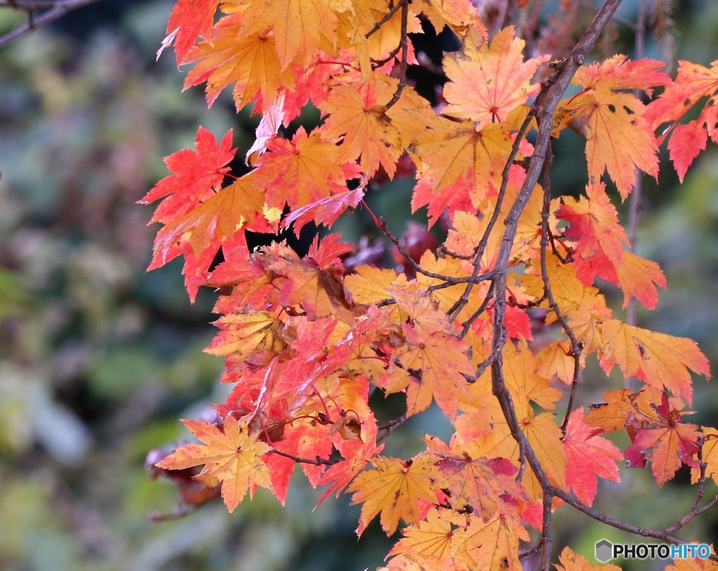 地元の紅葉。②