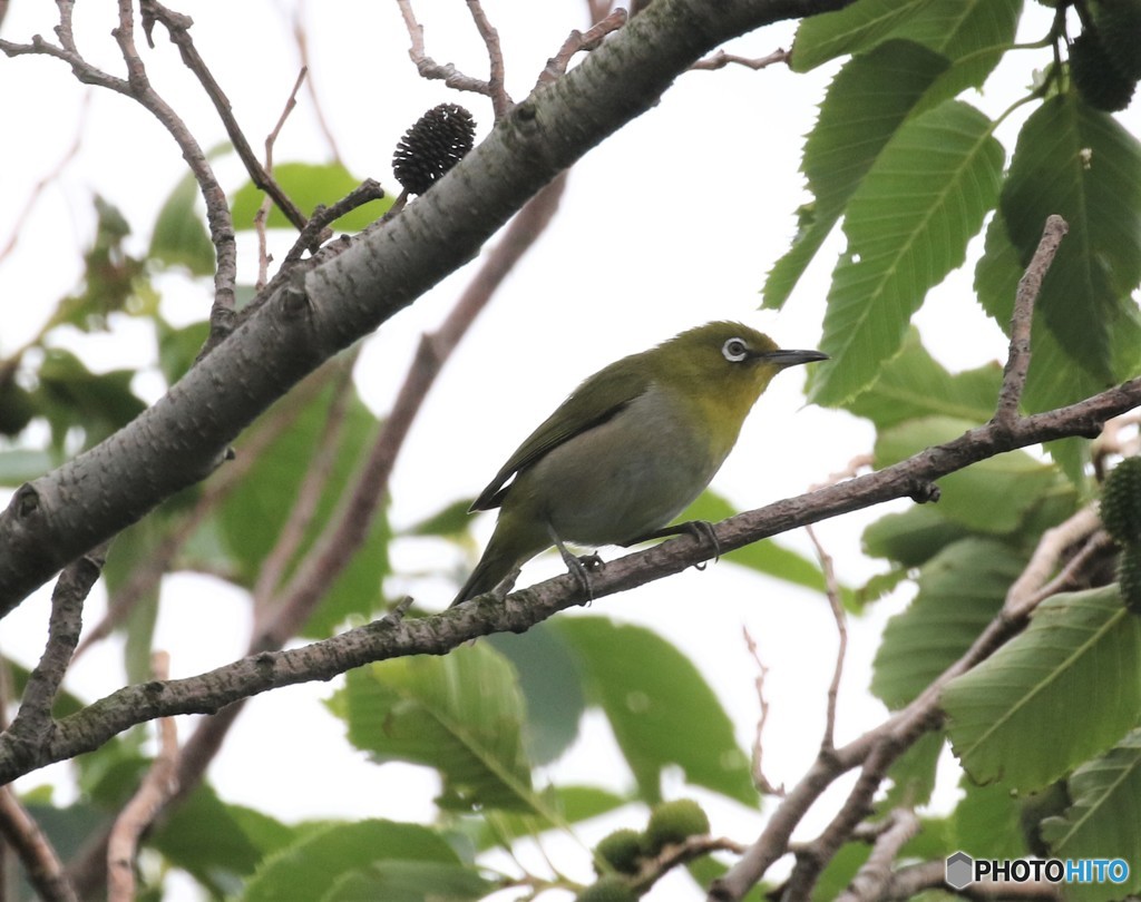 シチトウメジロさん。