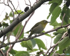シチトウメジロさん。