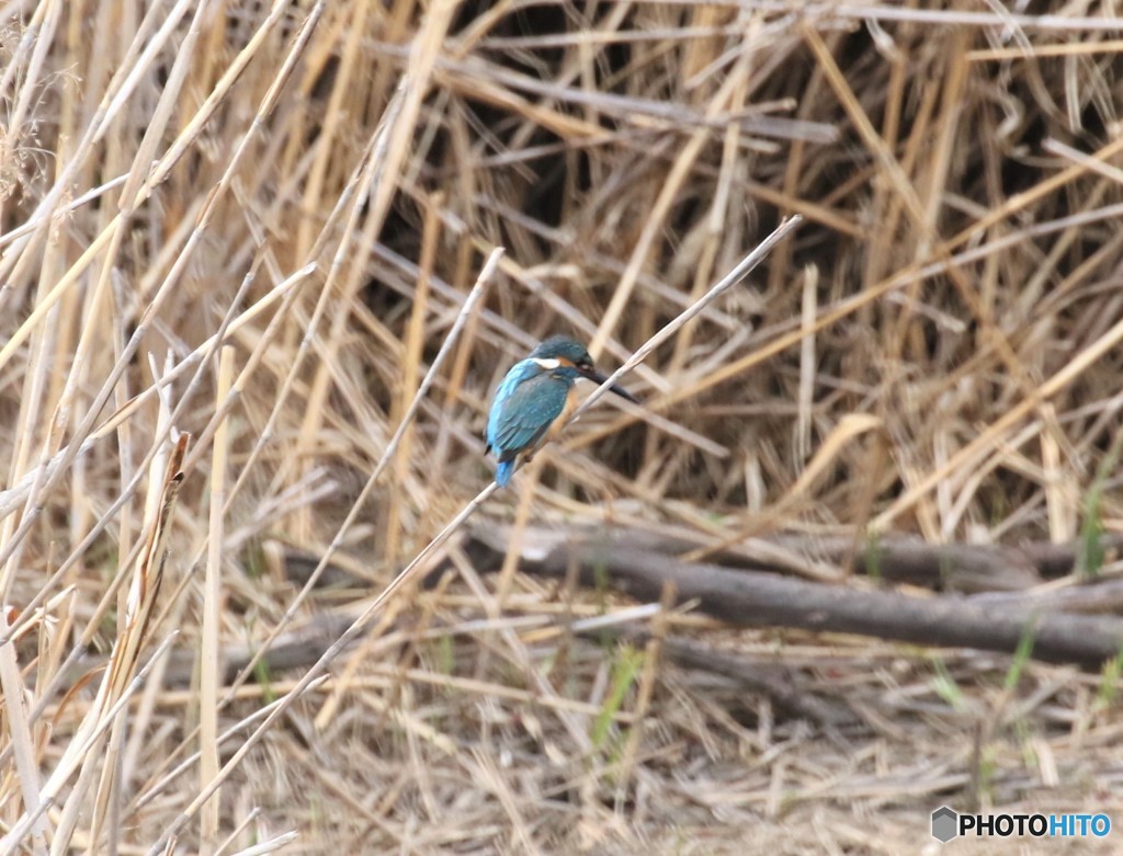 カワセミさん。