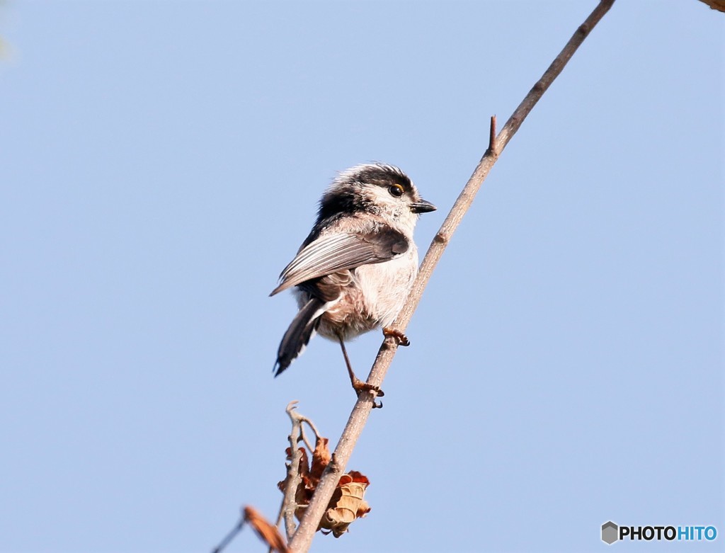 エナガさんのヒナ。