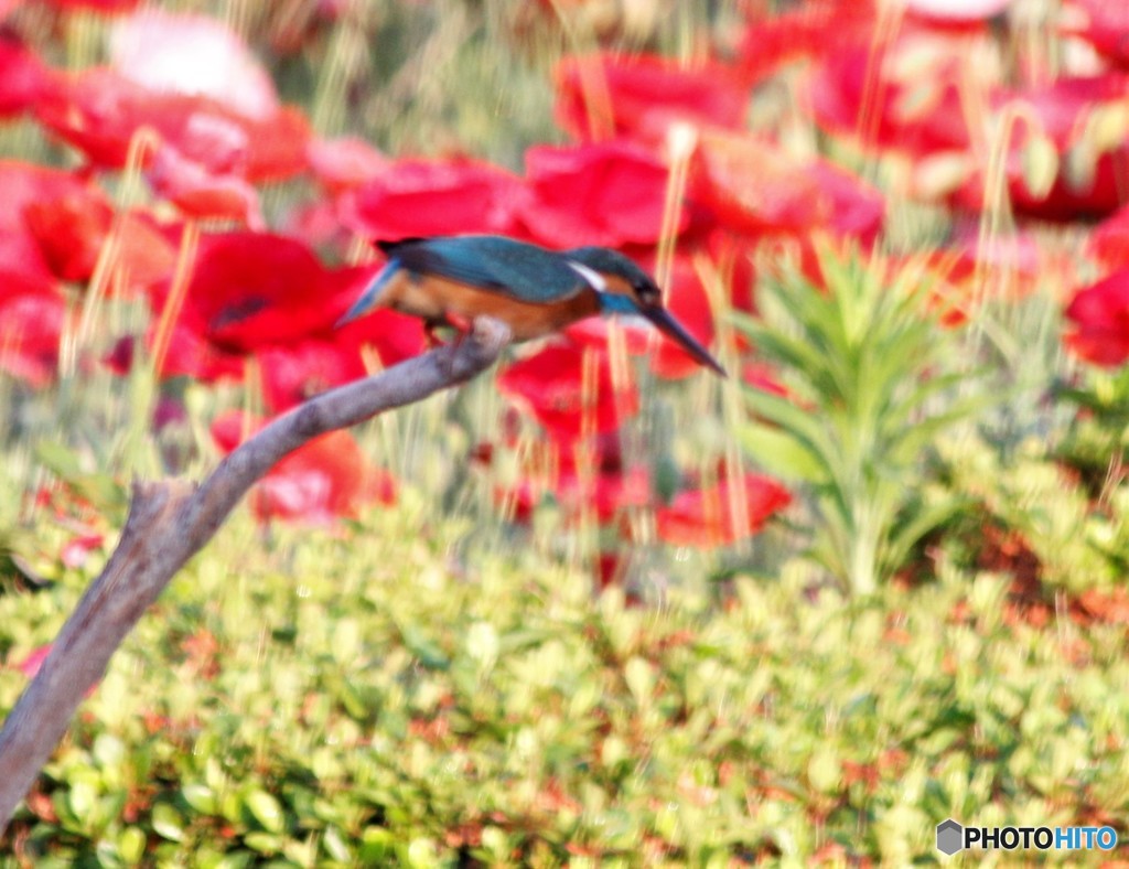 カワセミさん。②