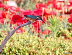 カワセミさん。②