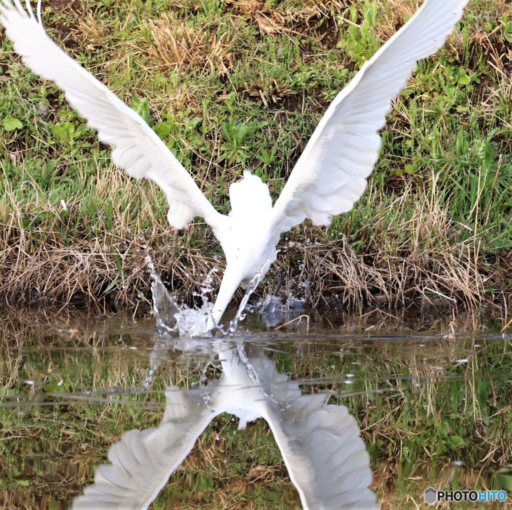 ダイサギさん。②