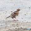 ヒバリさん。