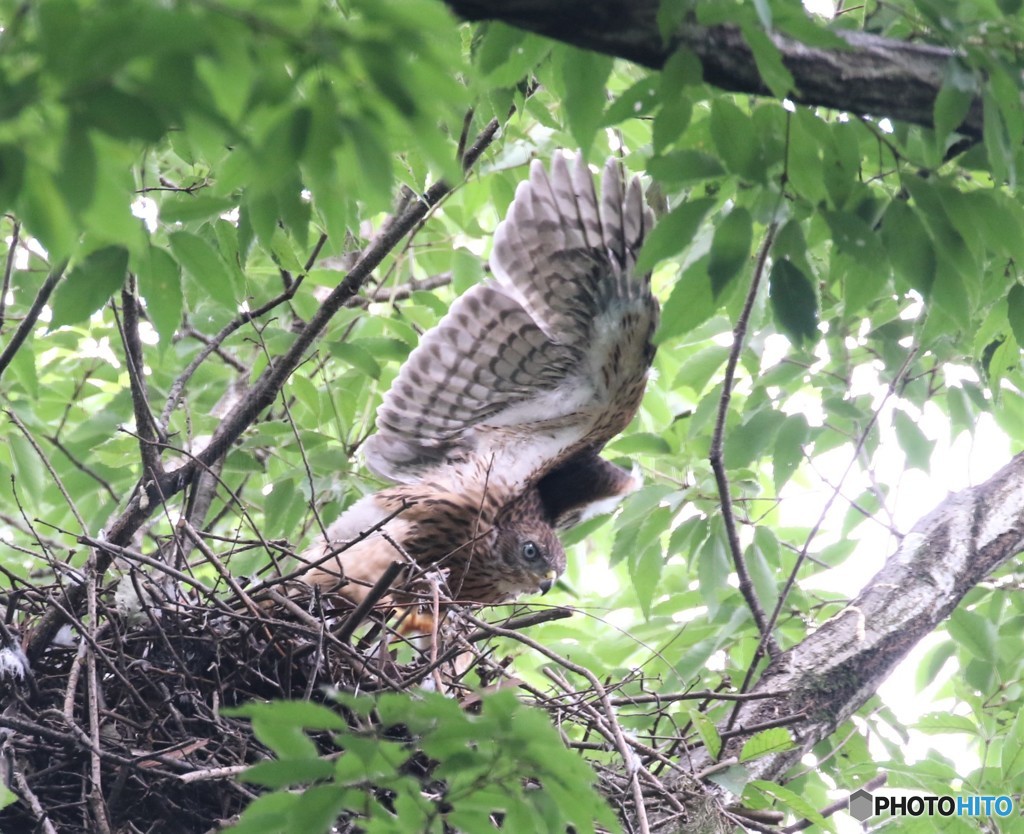 オオタカさんの幼鳥。
