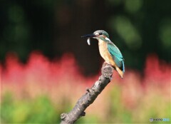 カワセミさんとサルビアの花。