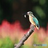 カワセミさんとサルビアの花。
