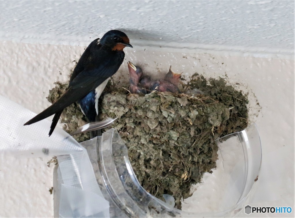 ツバメさんの親子。