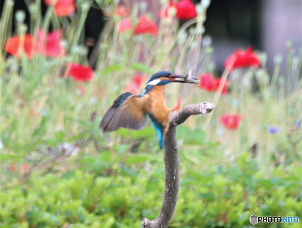 カワセミさん。