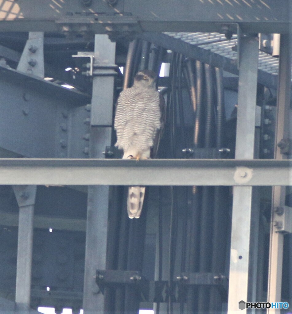 オオタカさん。