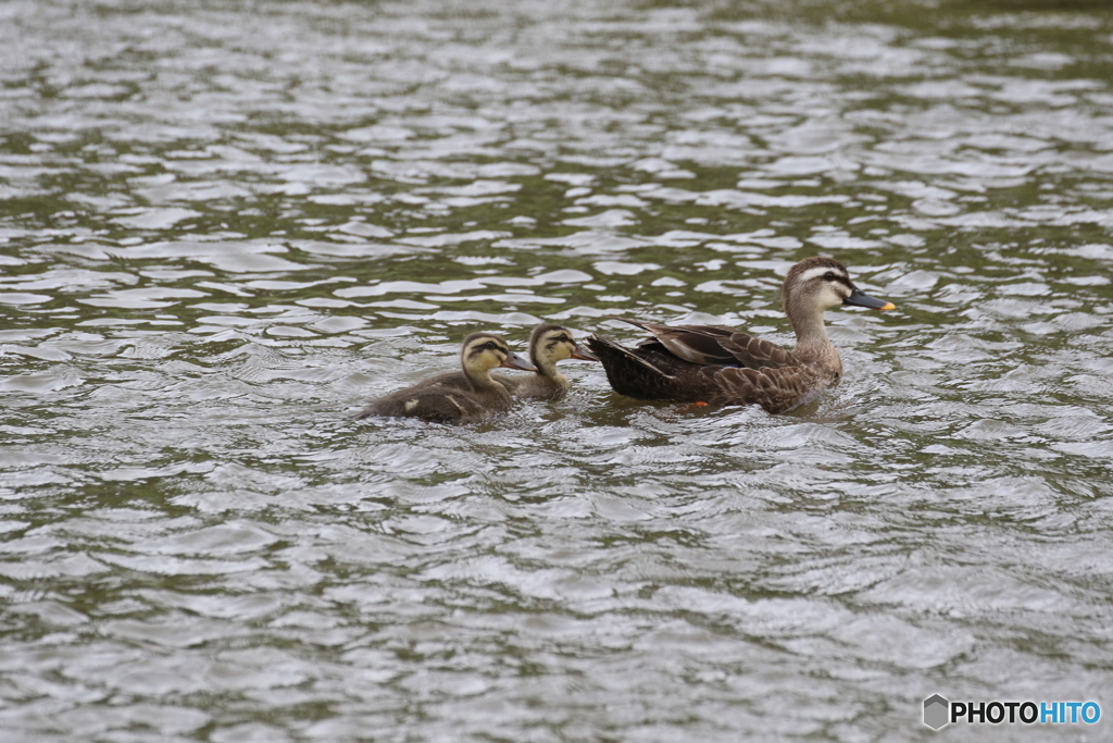 カルガモさんの親子。