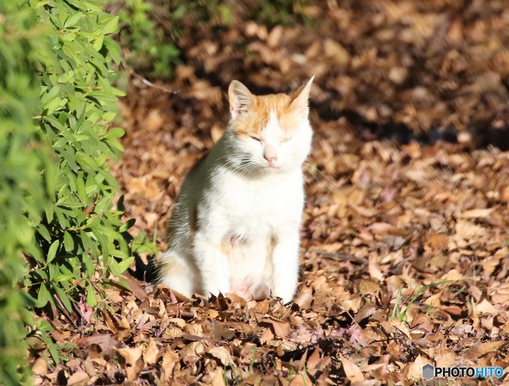 公園のネコさん。