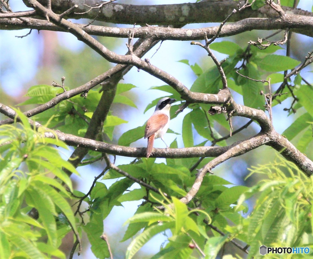 チゴモズさん。