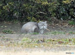 公園のネコさん。