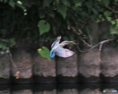 カワセミさん。