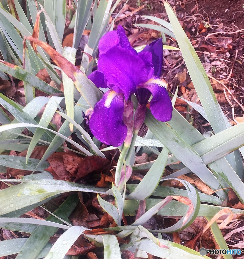 この花は、なに