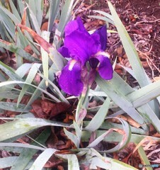 この花は、なに
