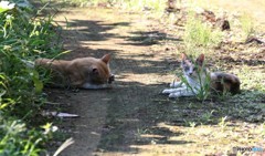 親子猫。