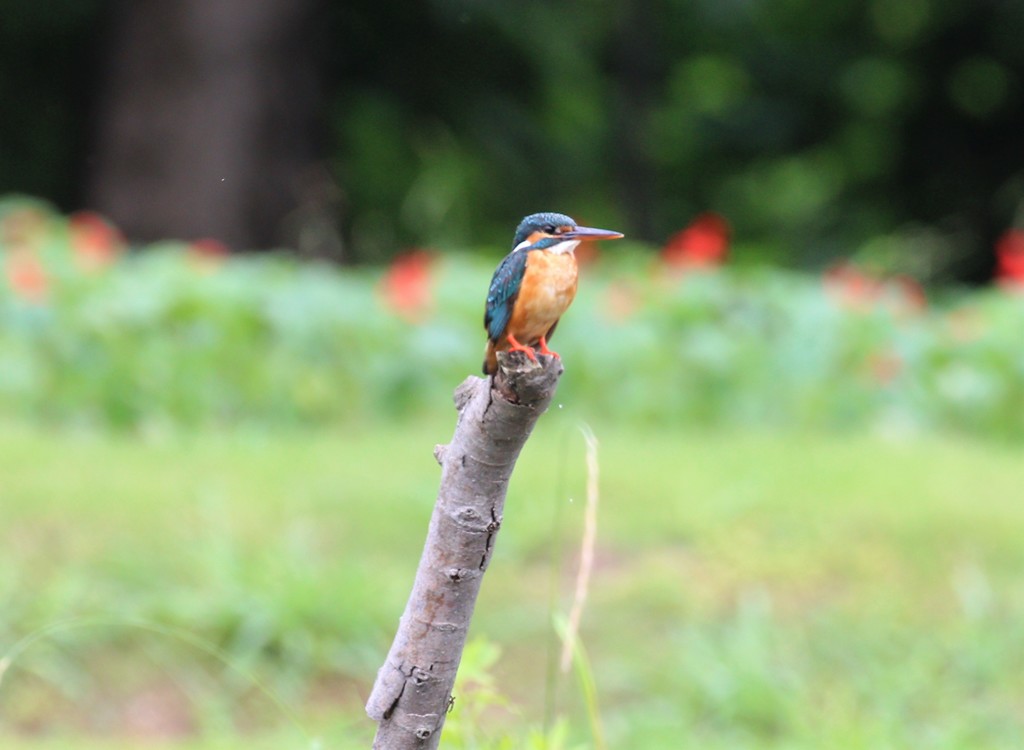 カワセミさん。