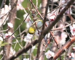 白梅にメジロさん。