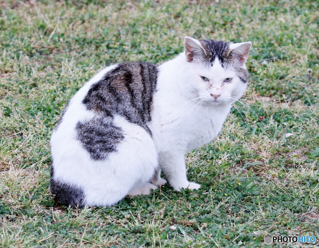 野鳥を狙っていた野良猫さん。