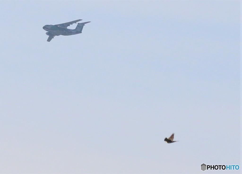 自衛隊の飛行機とオオタカさん。