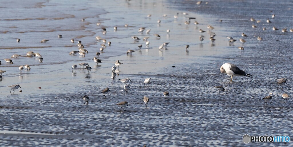 干潟の野鳥さん。