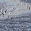 干潟の野鳥さん。