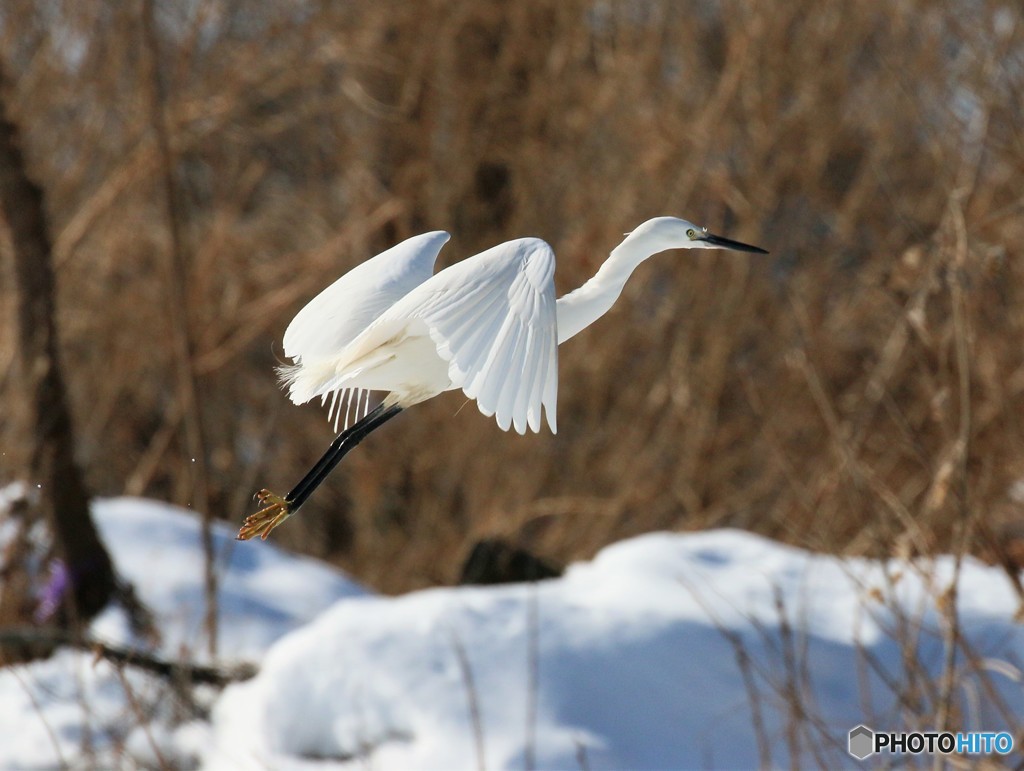 公園の野鳥さん。