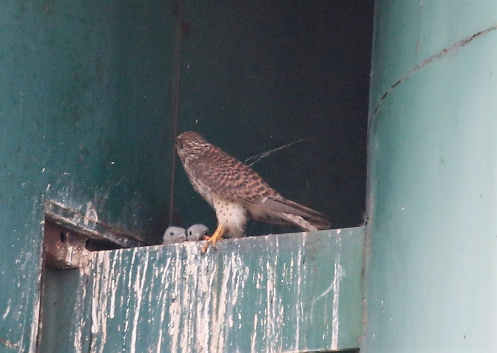 チョウゲンボウさんの親子。