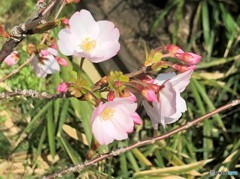 祐道桜。
