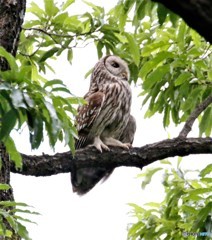 _MG_0381フクロウさんの成鳥。
