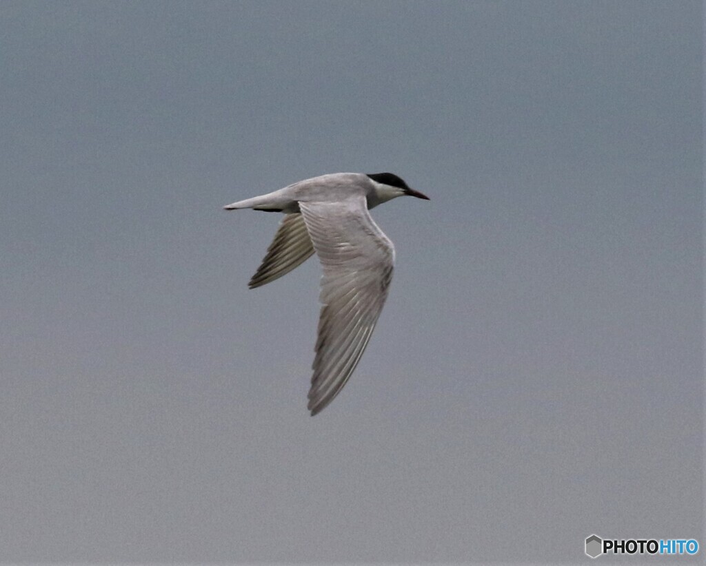 クロハラアジサシさん。