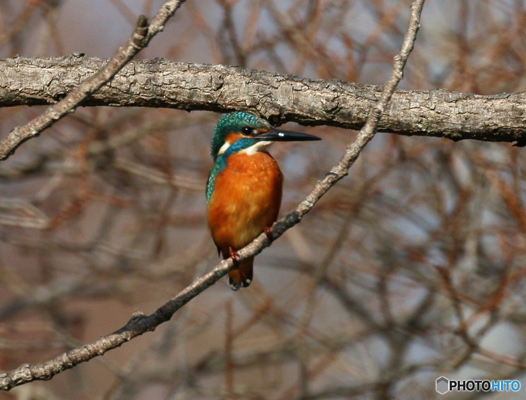 カワセミさん。