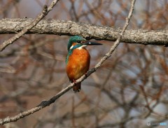 カワセミさん。
