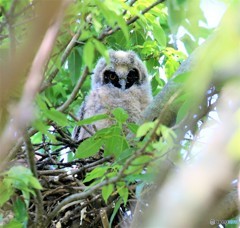 トラフズク三兄弟・１番子