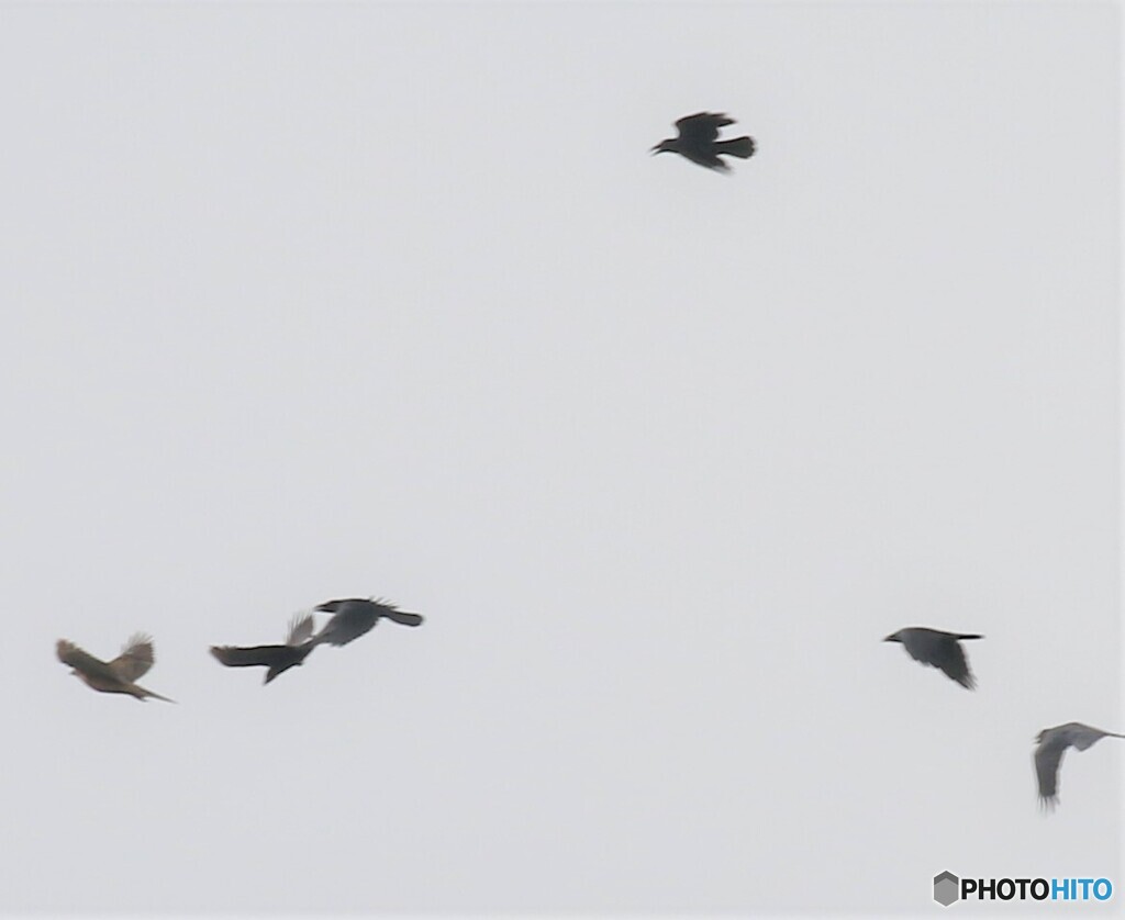 サシバさんとハシブトガラスさん。