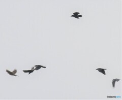 サシバさんとハシブトガラスさん。