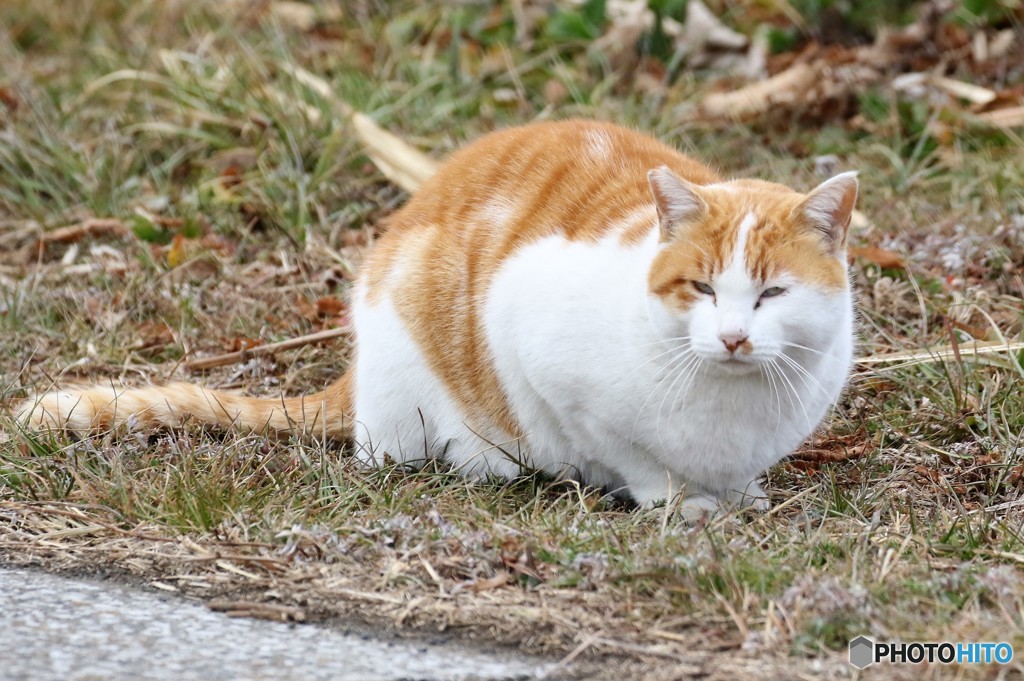公園のネコさん。