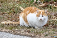 公園のネコさん。