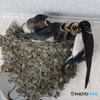 ツバメさんの親子。