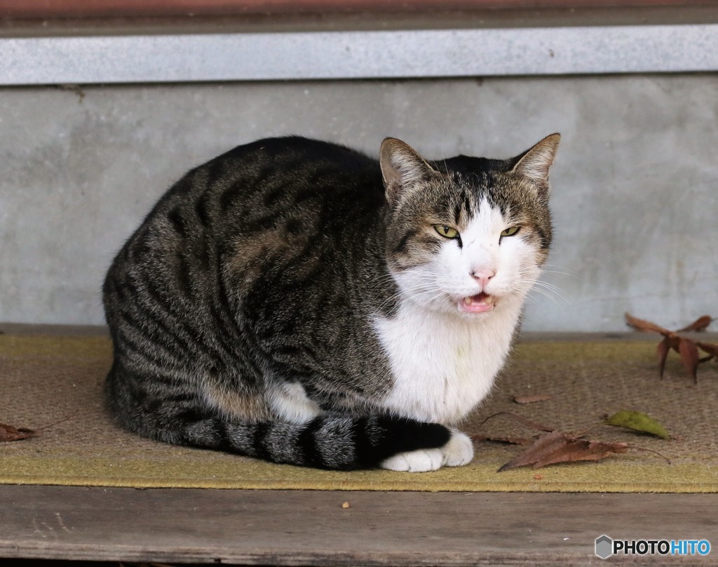 公園のネコさん。