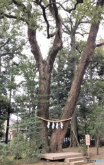 夫婦楠。