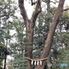 夫婦楠。