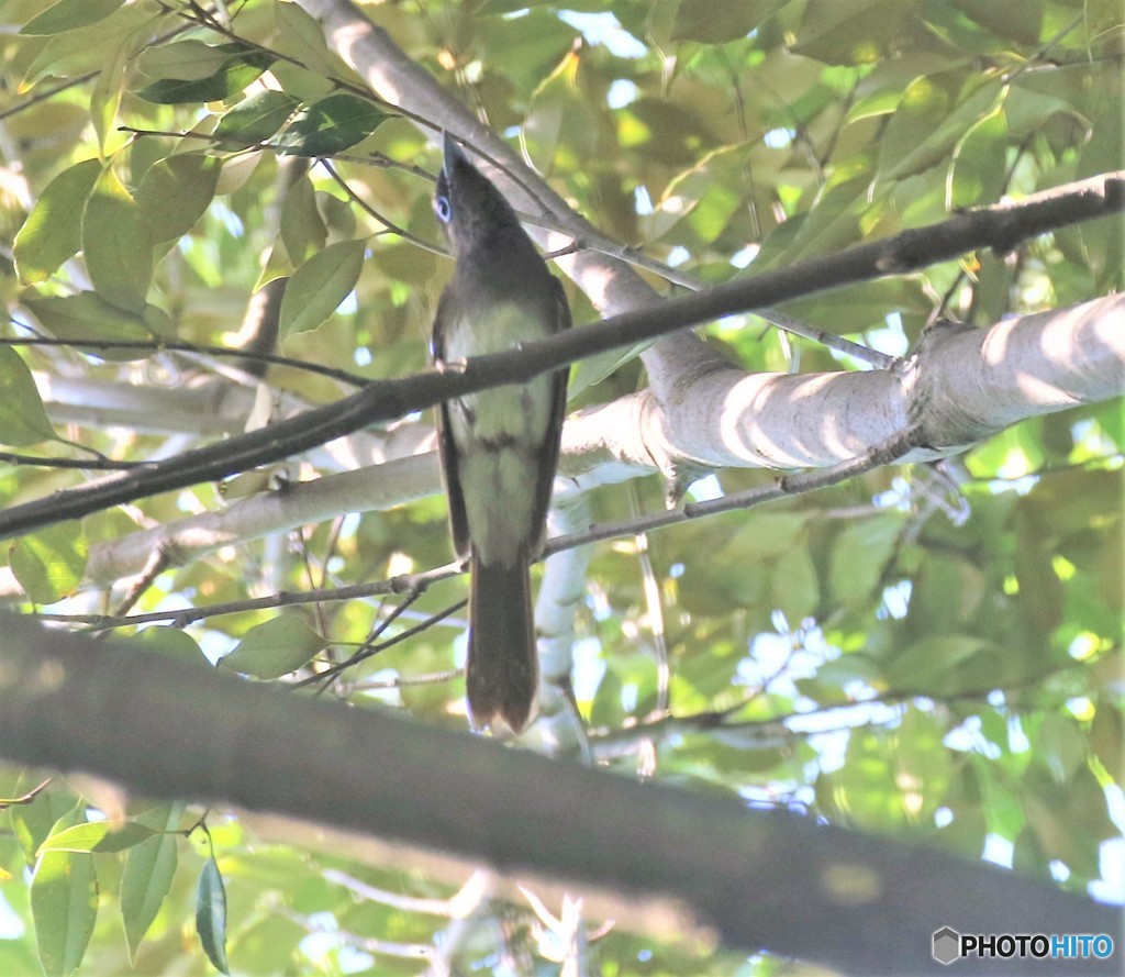地元の公園で、サンコウチヨウさん。