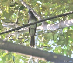 地元の公園で、サンコウチヨウさん。