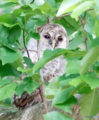 葉隠れのフクロウさん。