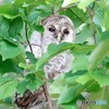 葉隠れのフクロウさん。