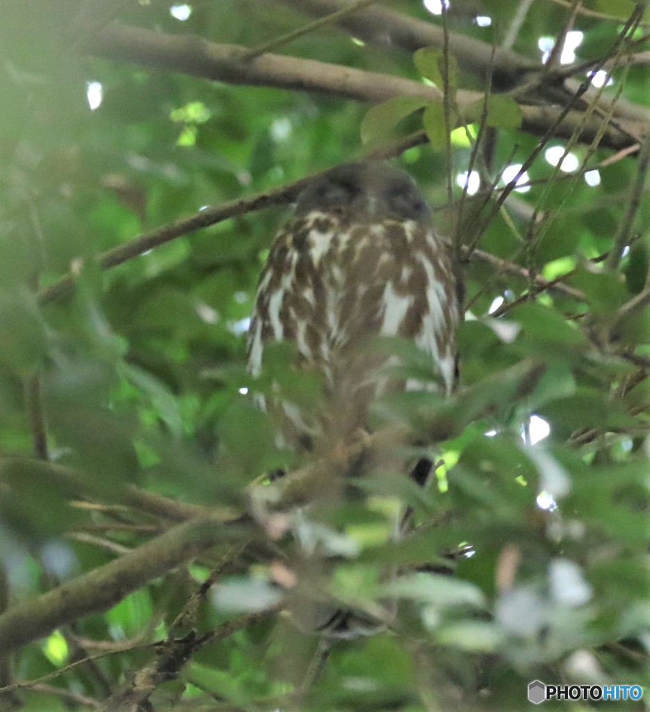 今季初見・アオバズクさん。